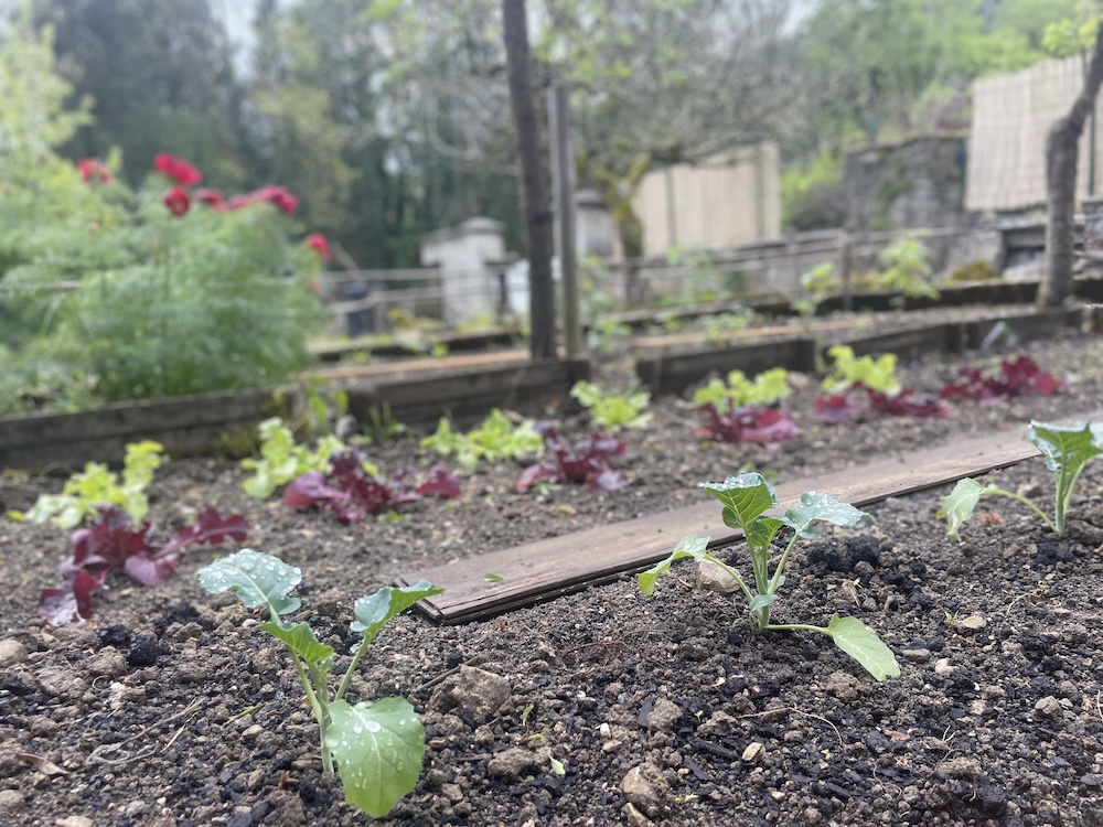 Potager plan principal